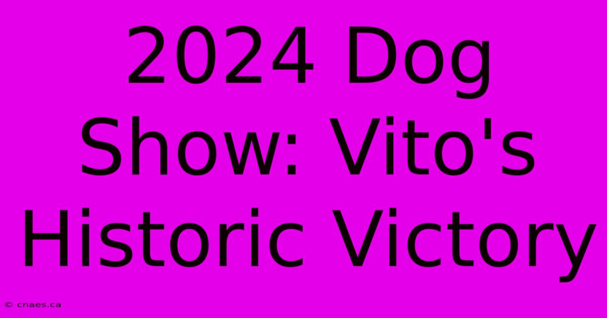 2024 Dog Show: Vito's Historic Victory