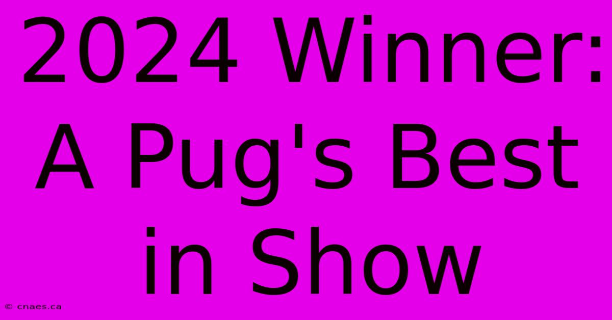 2024 Winner: A Pug's Best In Show