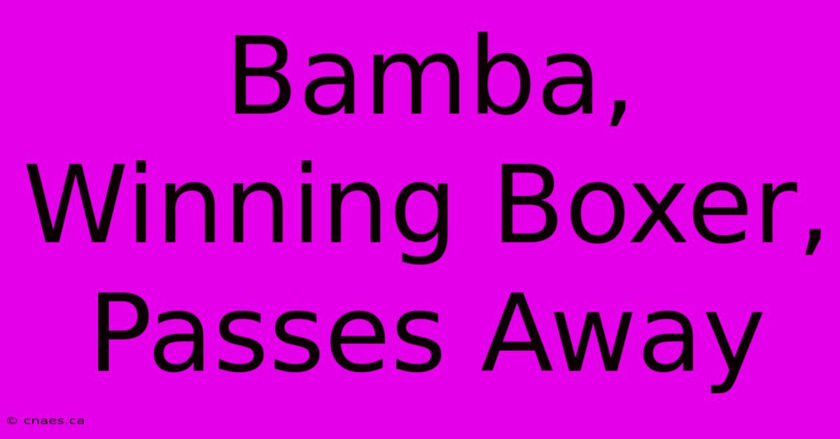 Bamba, Winning Boxer, Passes Away