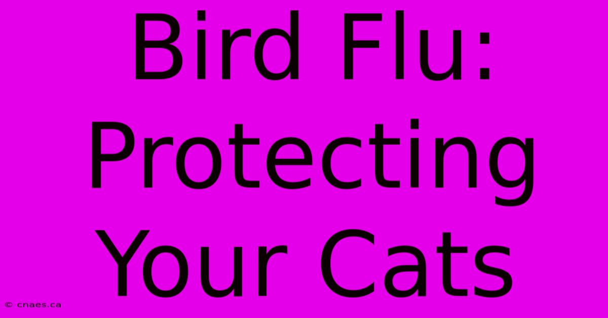 Bird Flu: Protecting Your Cats