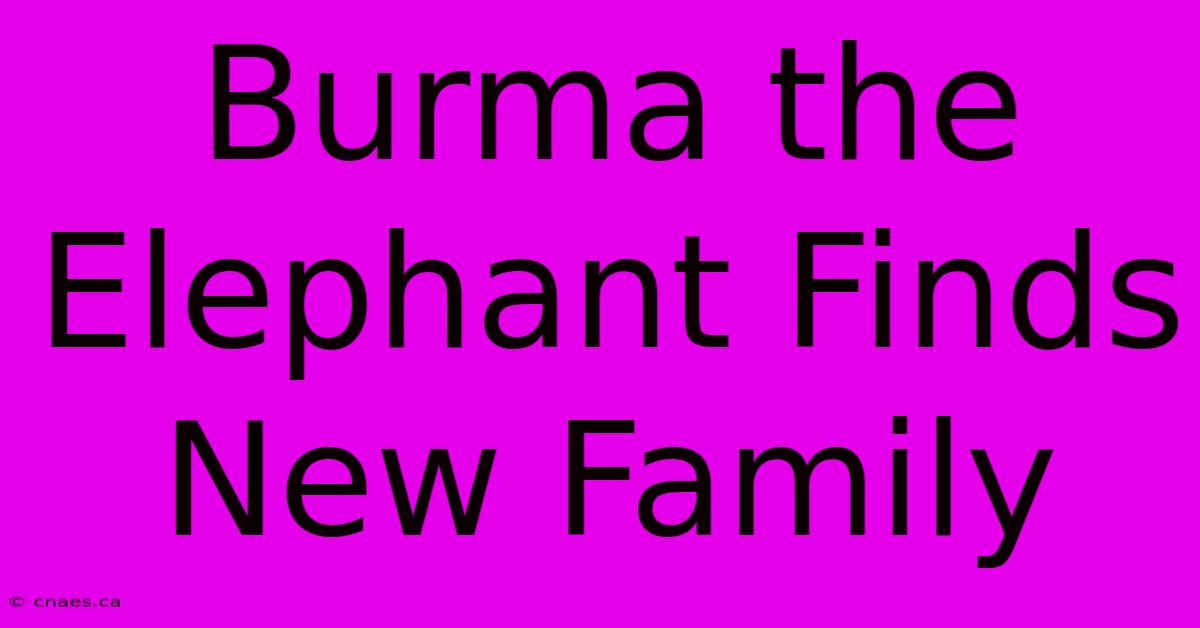 Burma The Elephant Finds New Family 