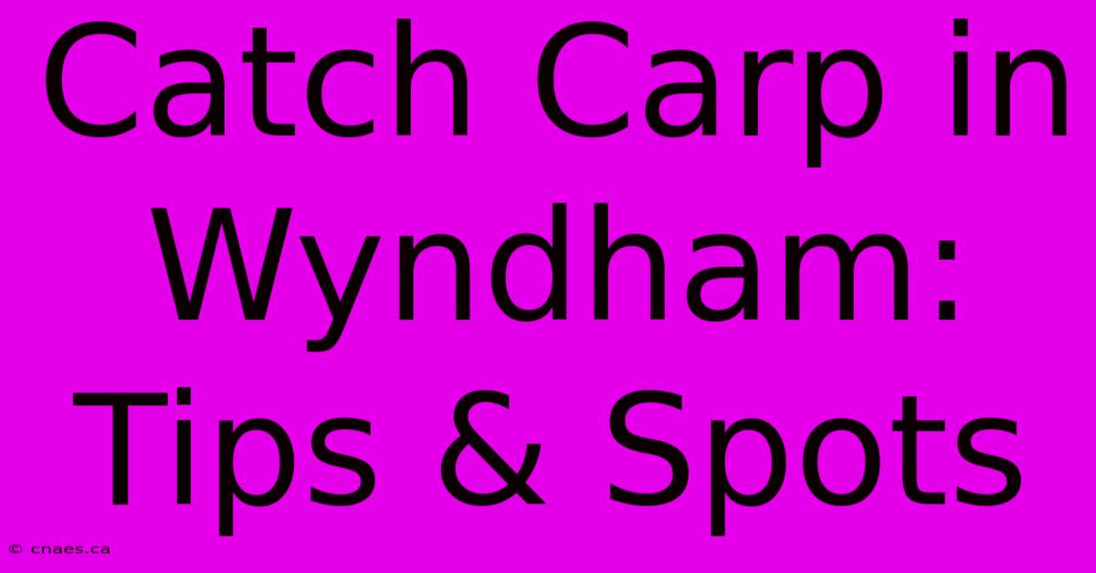 Catch Carp In Wyndham: Tips & Spots