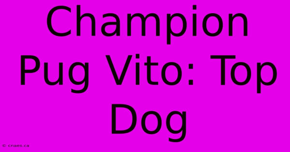 Champion Pug Vito: Top Dog