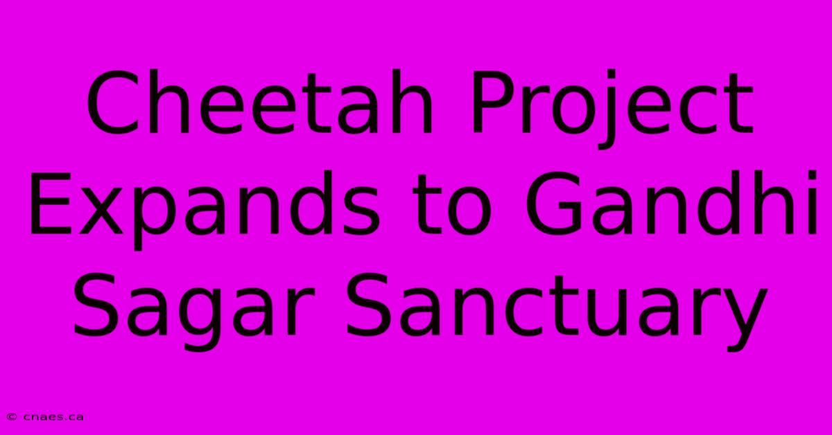 Cheetah Project Expands To Gandhi Sagar Sanctuary