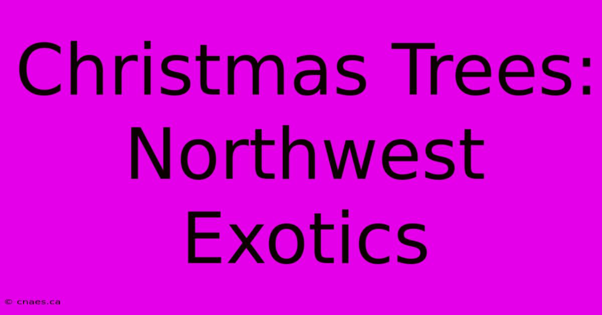 Christmas Trees: Northwest Exotics