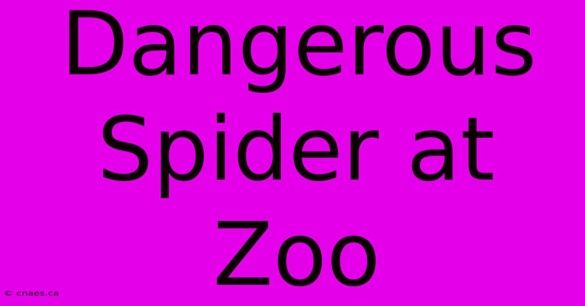 Dangerous Spider At Zoo