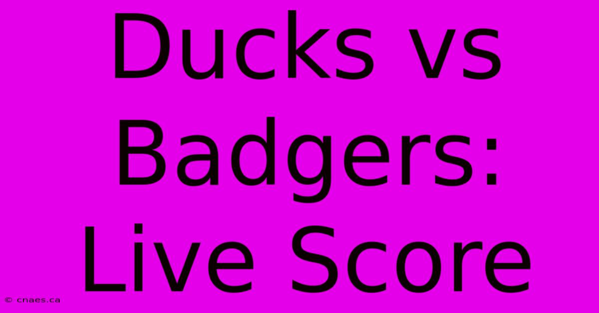 Ducks Vs Badgers: Live Score