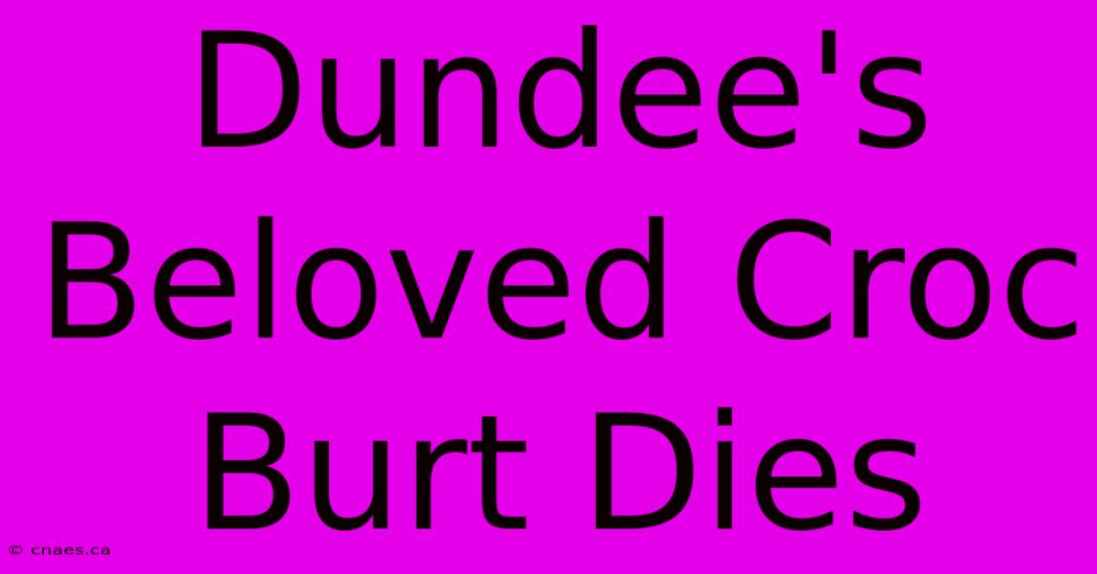 Dundee's Beloved Croc Burt Dies