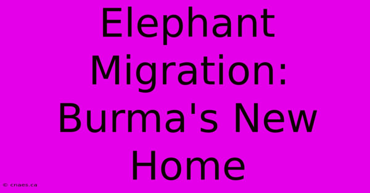 Elephant Migration: Burma's New Home