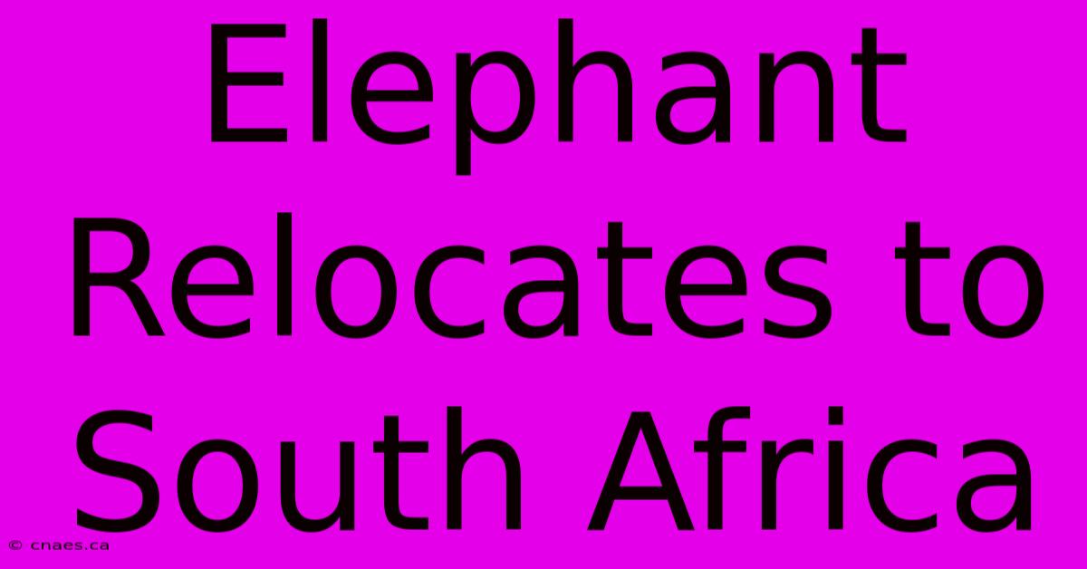 Elephant Relocates To South Africa