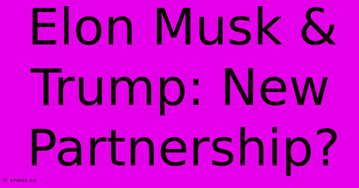 Elon Musk & Trump: New Partnership? 