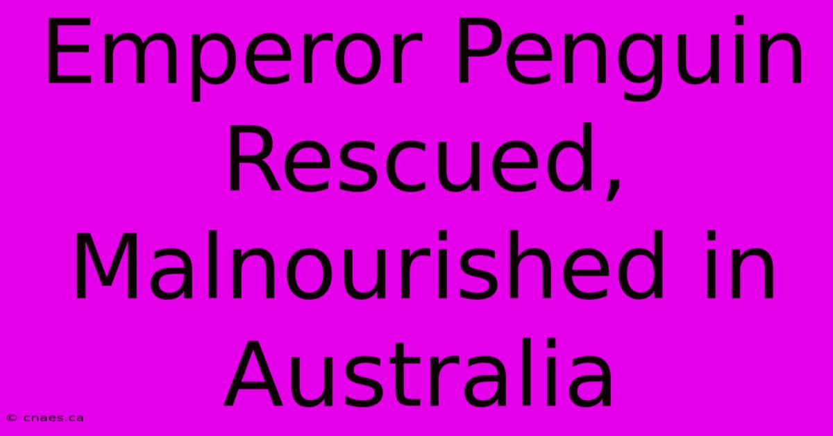 Emperor Penguin Rescued, Malnourished In Australia