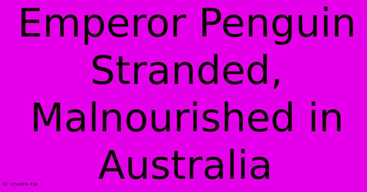 Emperor Penguin Stranded, Malnourished In Australia