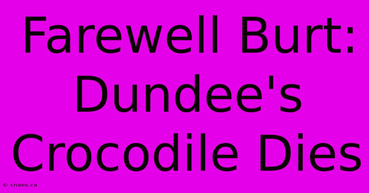 Farewell Burt: Dundee's Crocodile Dies