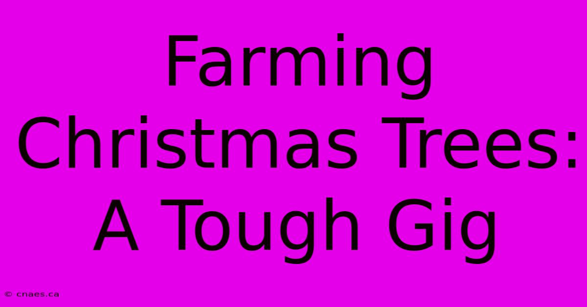 Farming Christmas Trees: A Tough Gig