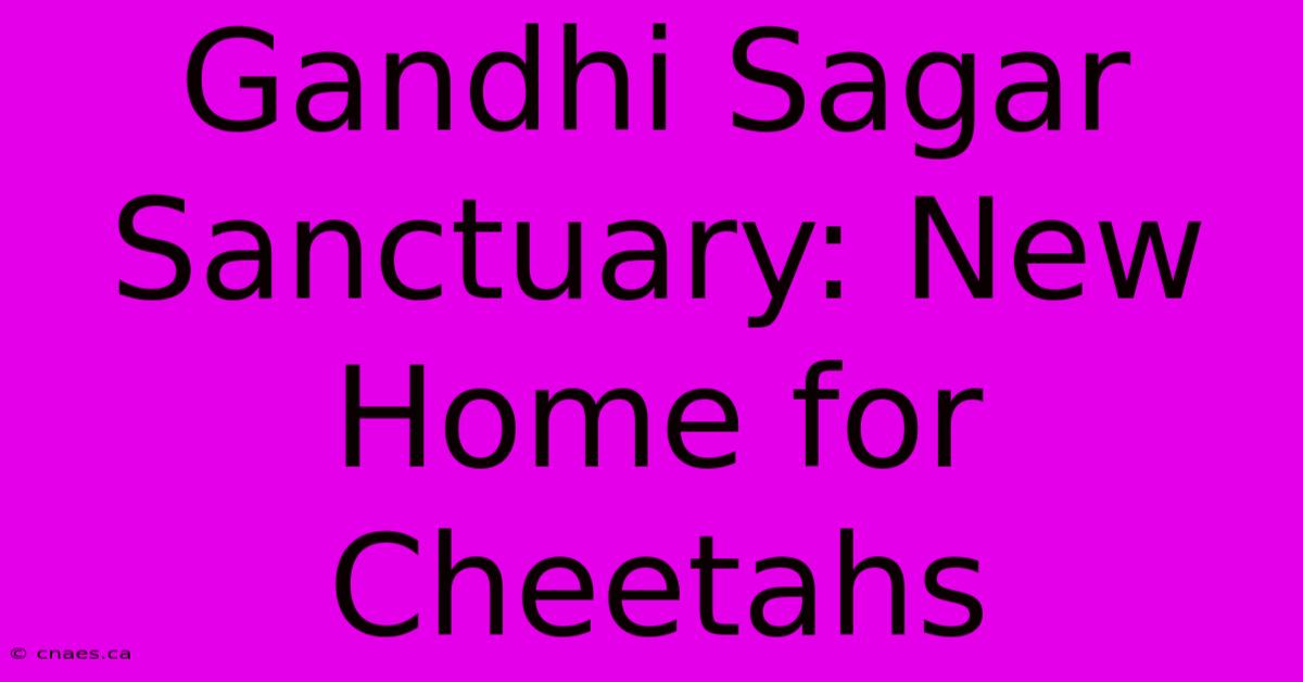 Gandhi Sagar Sanctuary: New Home For Cheetahs