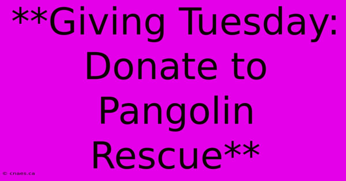 **Giving Tuesday: Donate To Pangolin Rescue**