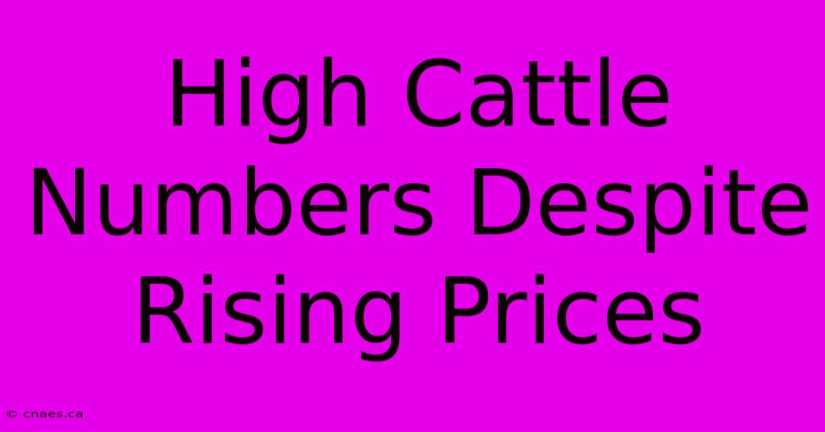 High Cattle Numbers Despite Rising Prices