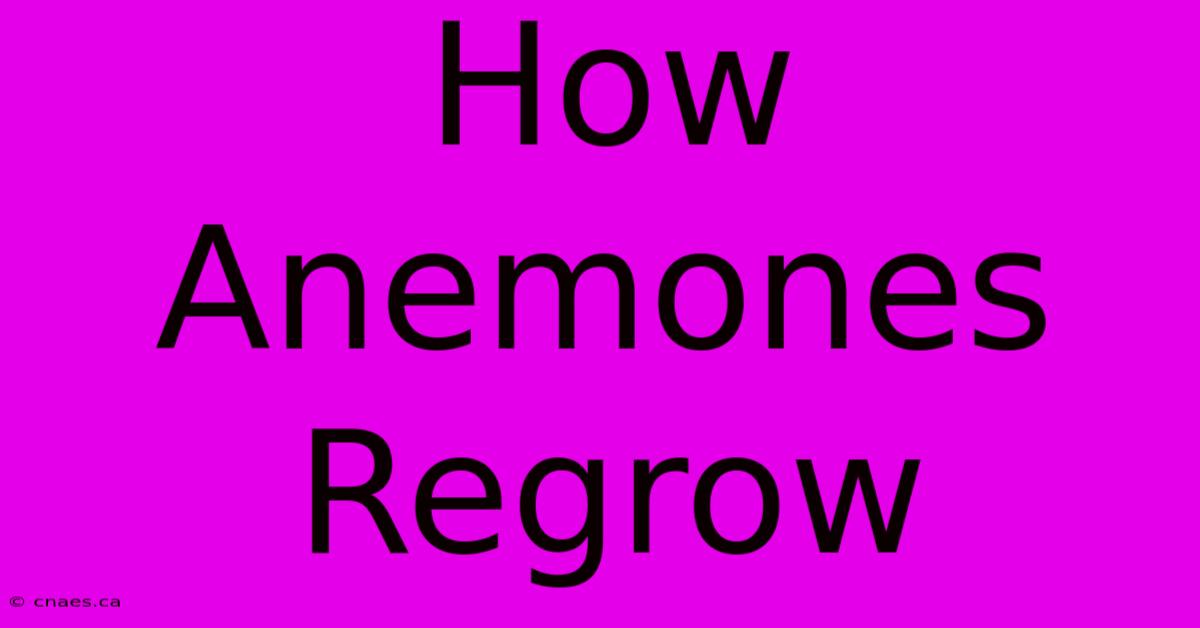 How Anemones Regrow