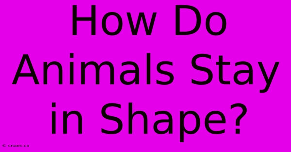 How Do Animals Stay In Shape?