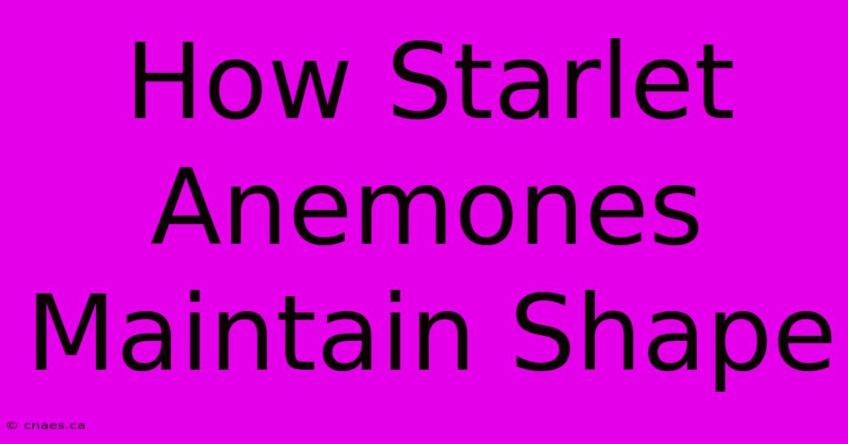 How Starlet Anemones Maintain Shape