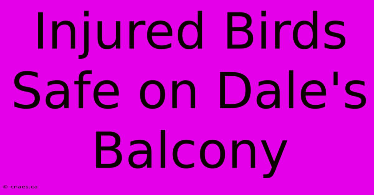 Injured Birds Safe On Dale's Balcony