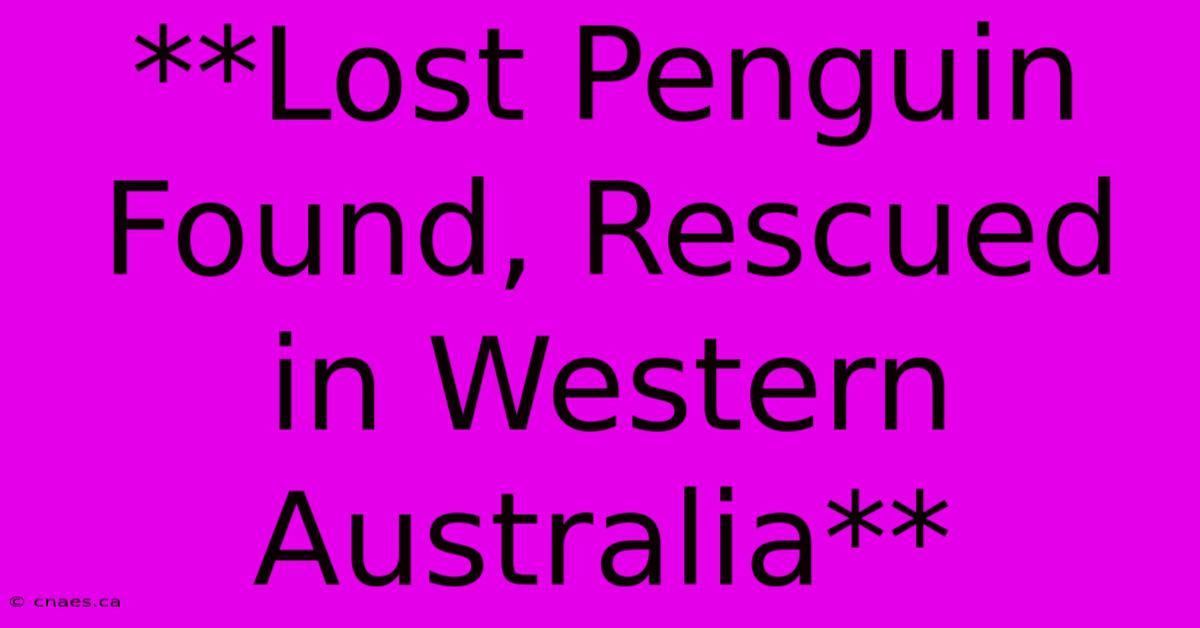 **Lost Penguin Found, Rescued In Western Australia**