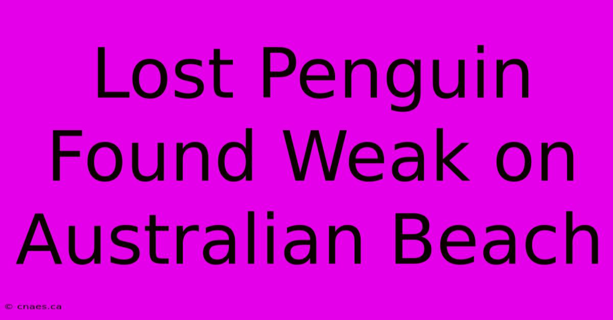 Lost Penguin Found Weak On Australian Beach