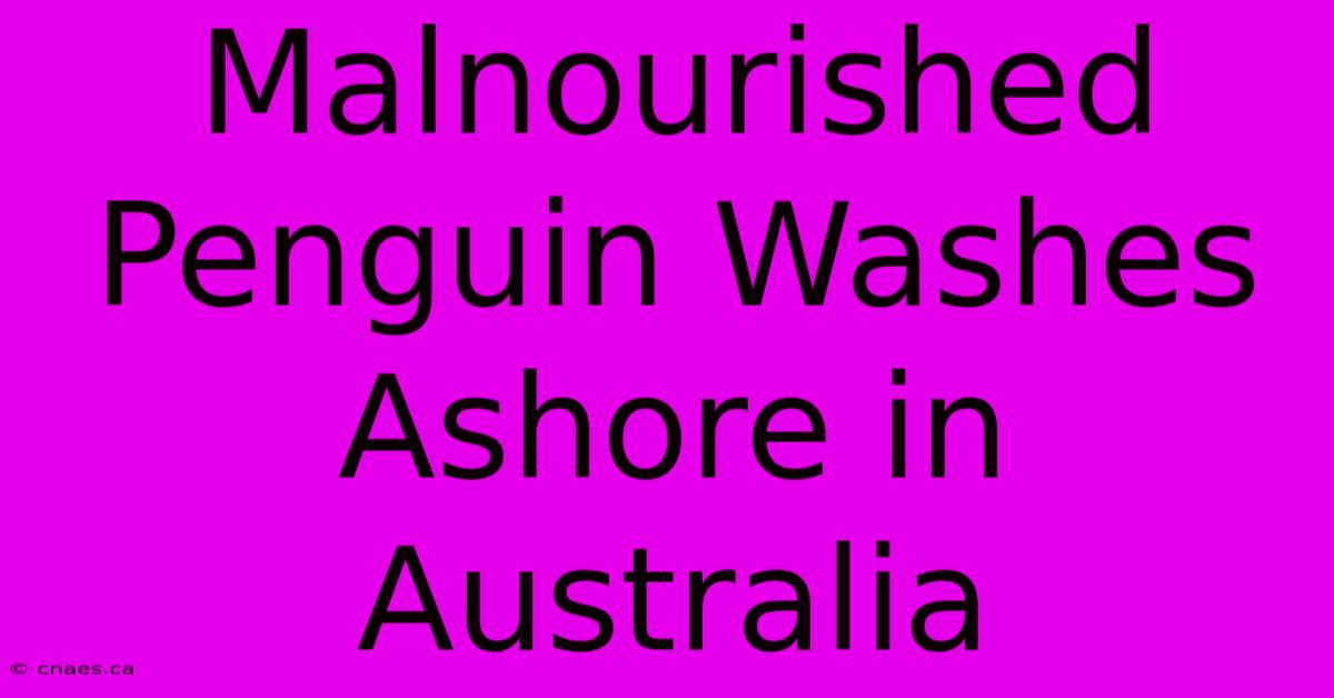 Malnourished Penguin Washes Ashore In Australia