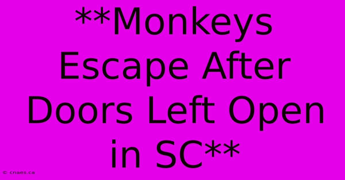 **Monkeys Escape After Doors Left Open In SC** 