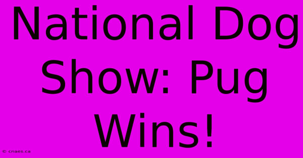 National Dog Show: Pug Wins!