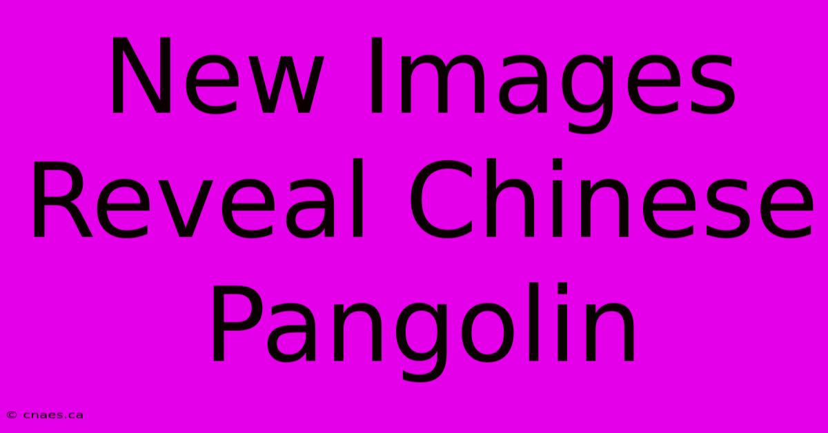 New Images Reveal Chinese Pangolin 