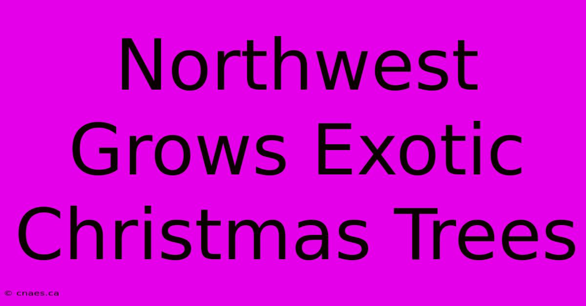 Northwest Grows Exotic Christmas Trees