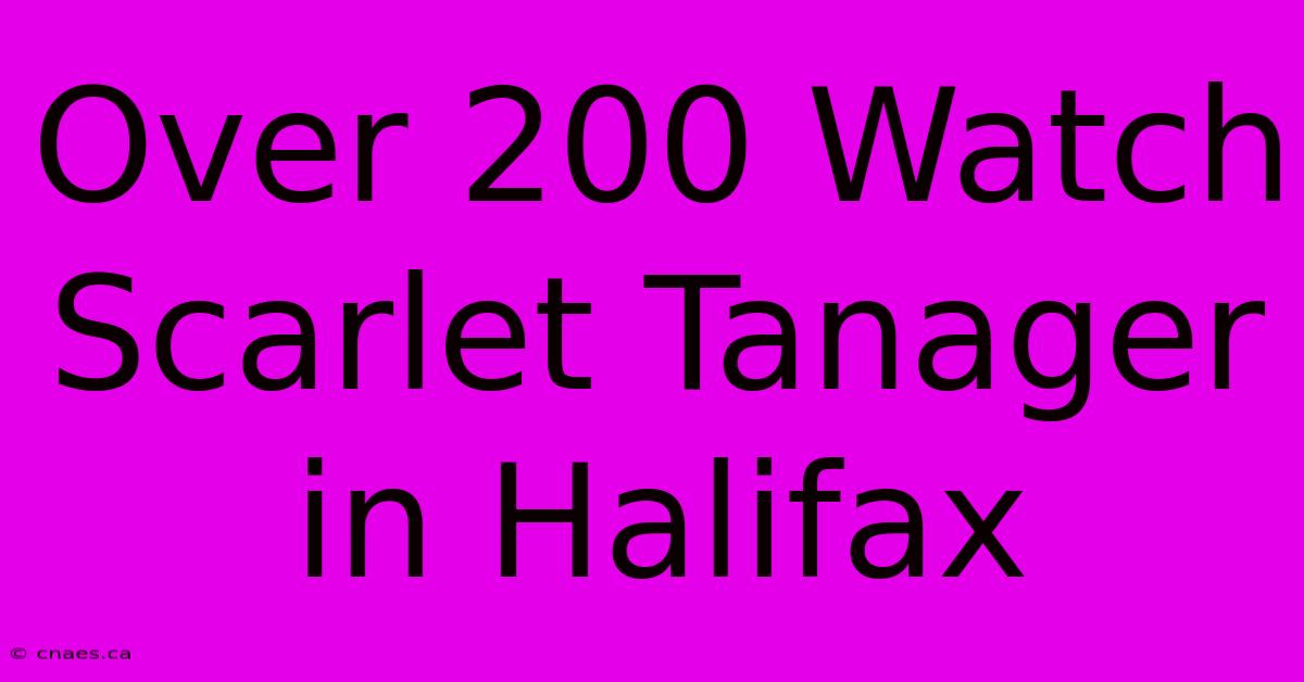 Over 200 Watch Scarlet Tanager In Halifax