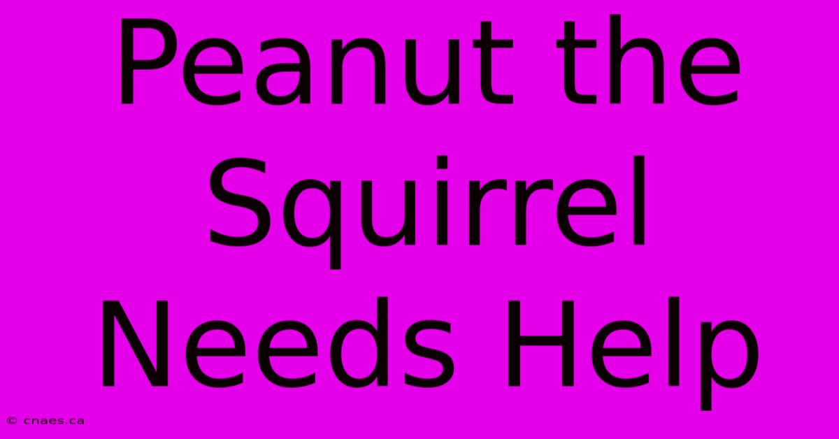 Peanut The Squirrel Needs Help