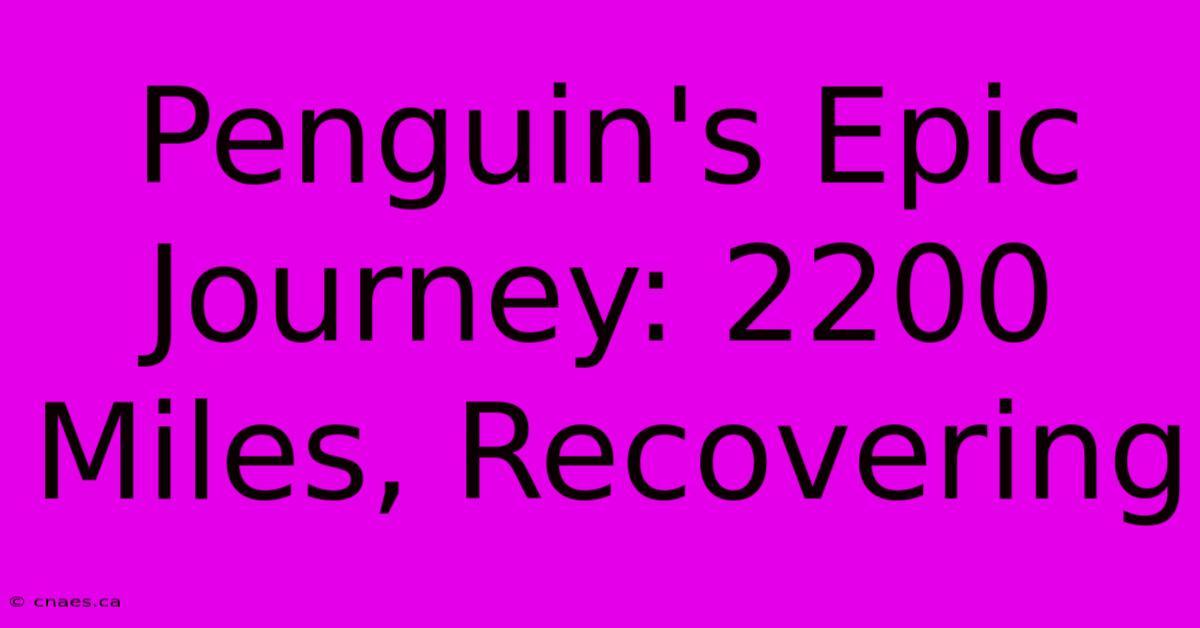 Penguin's Epic Journey: 2200 Miles, Recovering