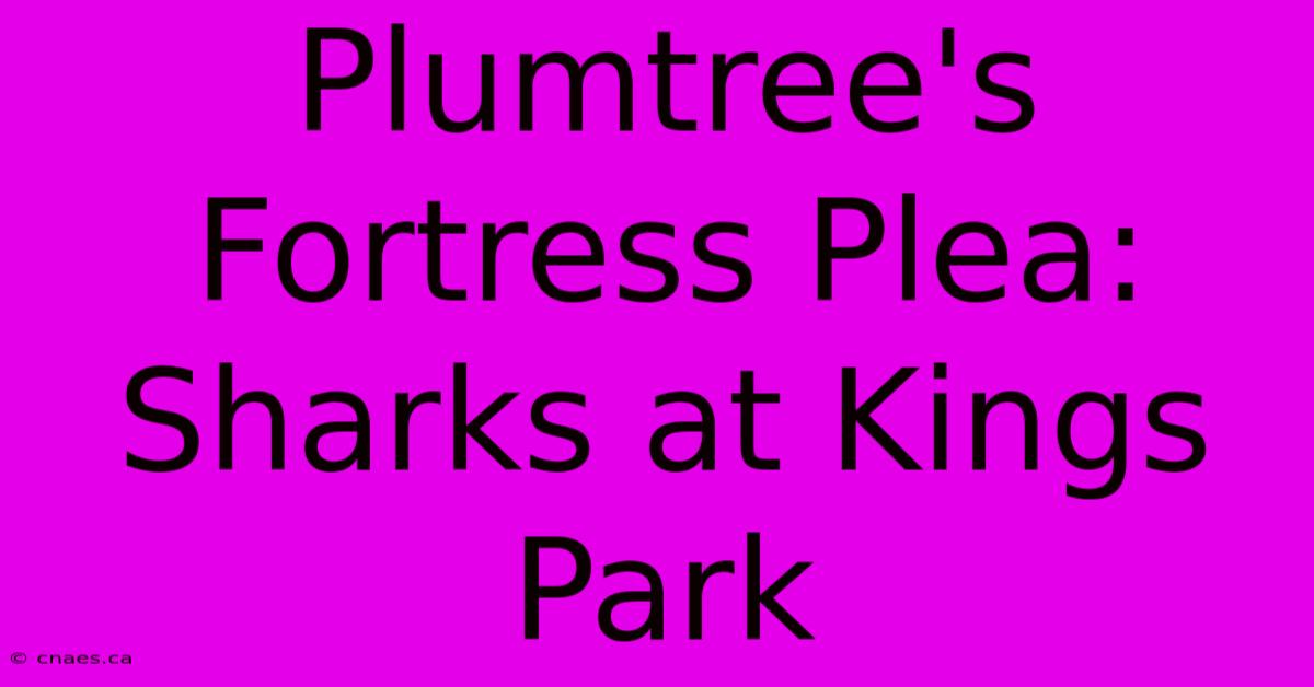 Plumtree's Fortress Plea: Sharks At Kings Park