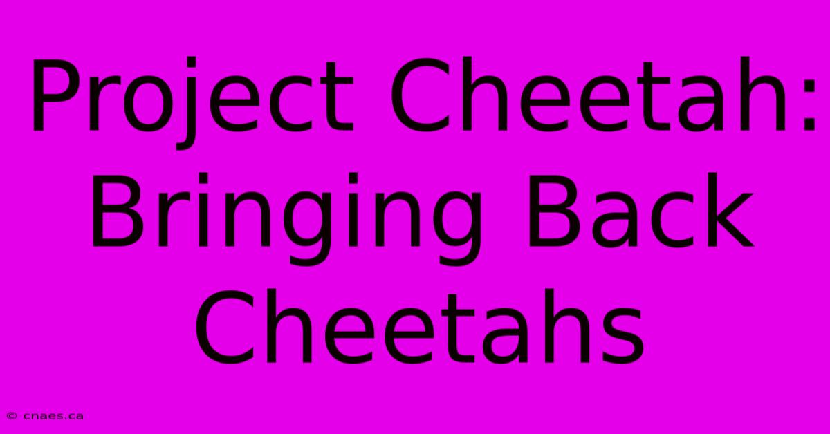 Project Cheetah: Bringing Back Cheetahs