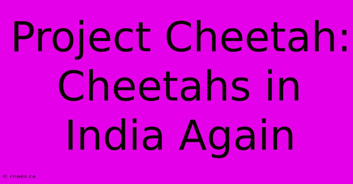 Project Cheetah: Cheetahs In India Again 