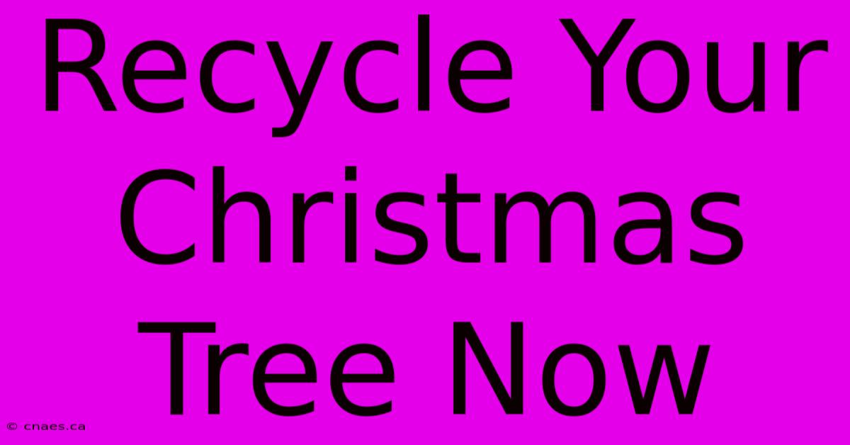 Recycle Your Christmas Tree Now