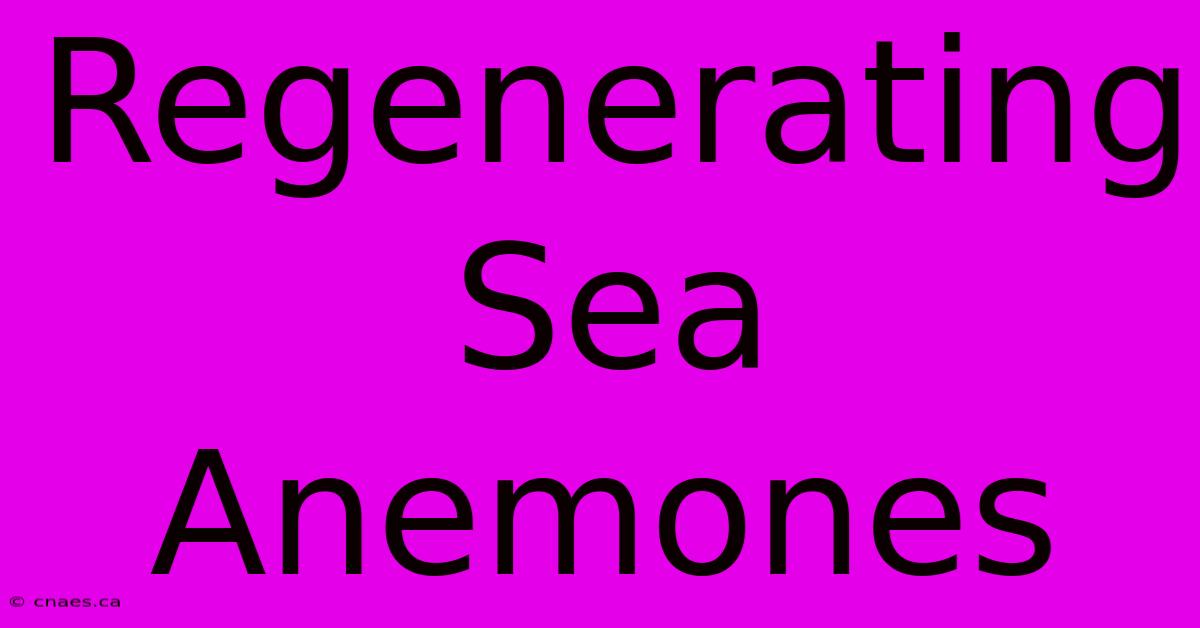 Regenerating Sea Anemones