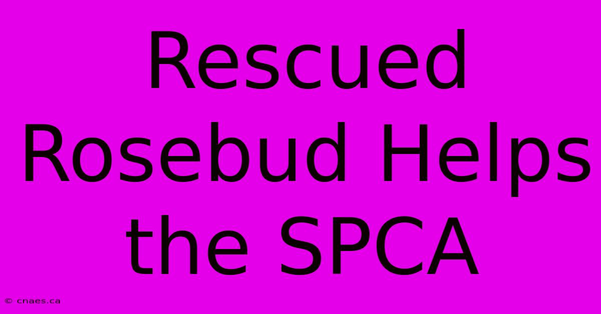 Rescued Rosebud Helps The SPCA