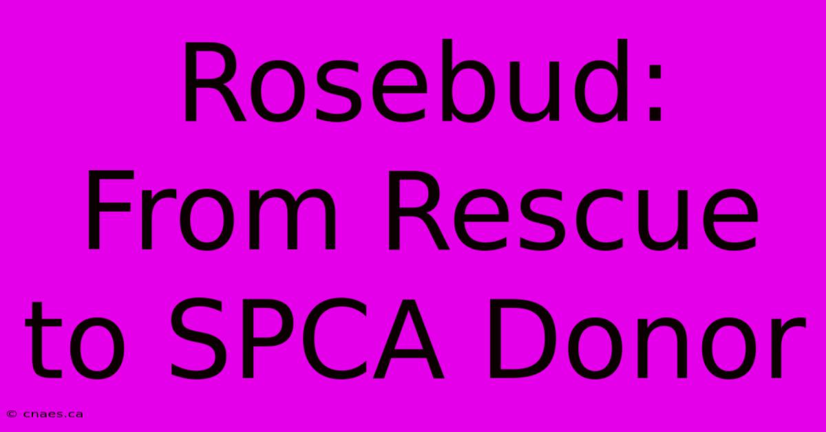 Rosebud: From Rescue To SPCA Donor