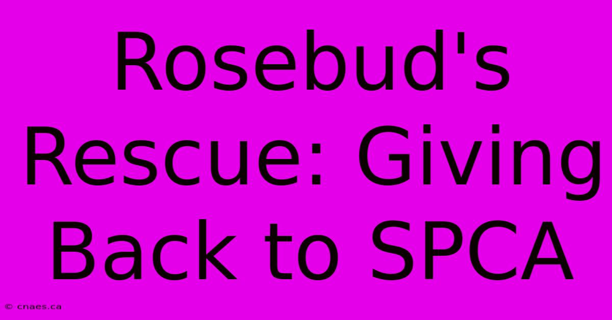 Rosebud's Rescue: Giving Back To SPCA