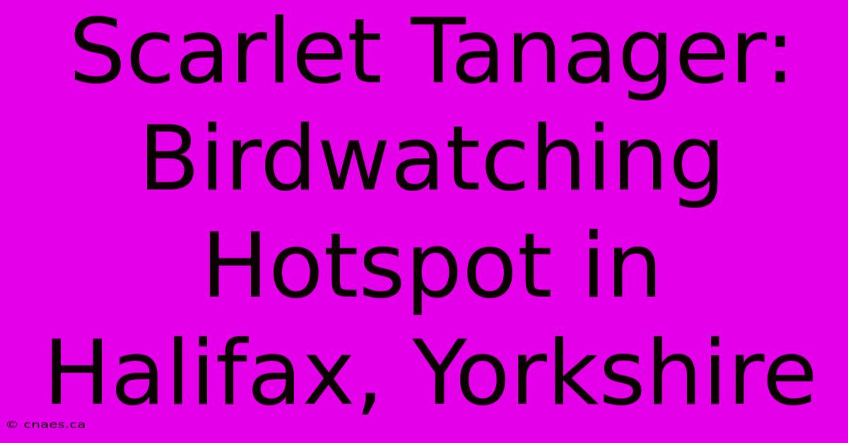 Scarlet Tanager: Birdwatching Hotspot In Halifax, Yorkshire 