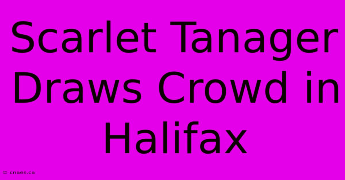 Scarlet Tanager Draws Crowd In Halifax