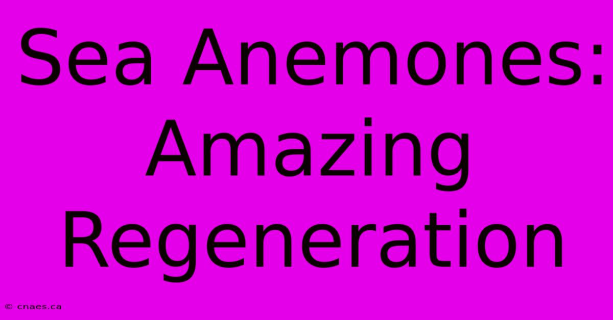 Sea Anemones: Amazing Regeneration