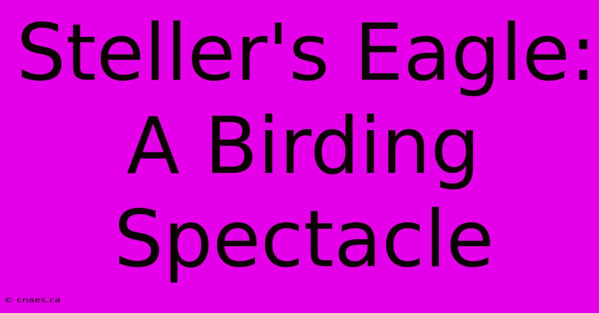 Steller's Eagle: A Birding Spectacle