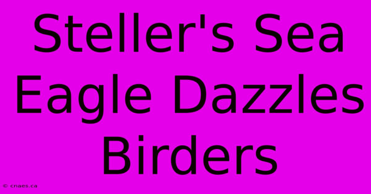 Steller's Sea Eagle Dazzles Birders