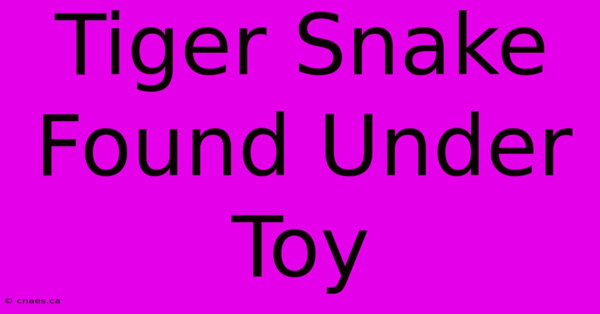 Tiger Snake Found Under Toy